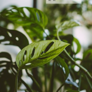 20+ plant themed January 2022 calendar wallpapers - instant download!