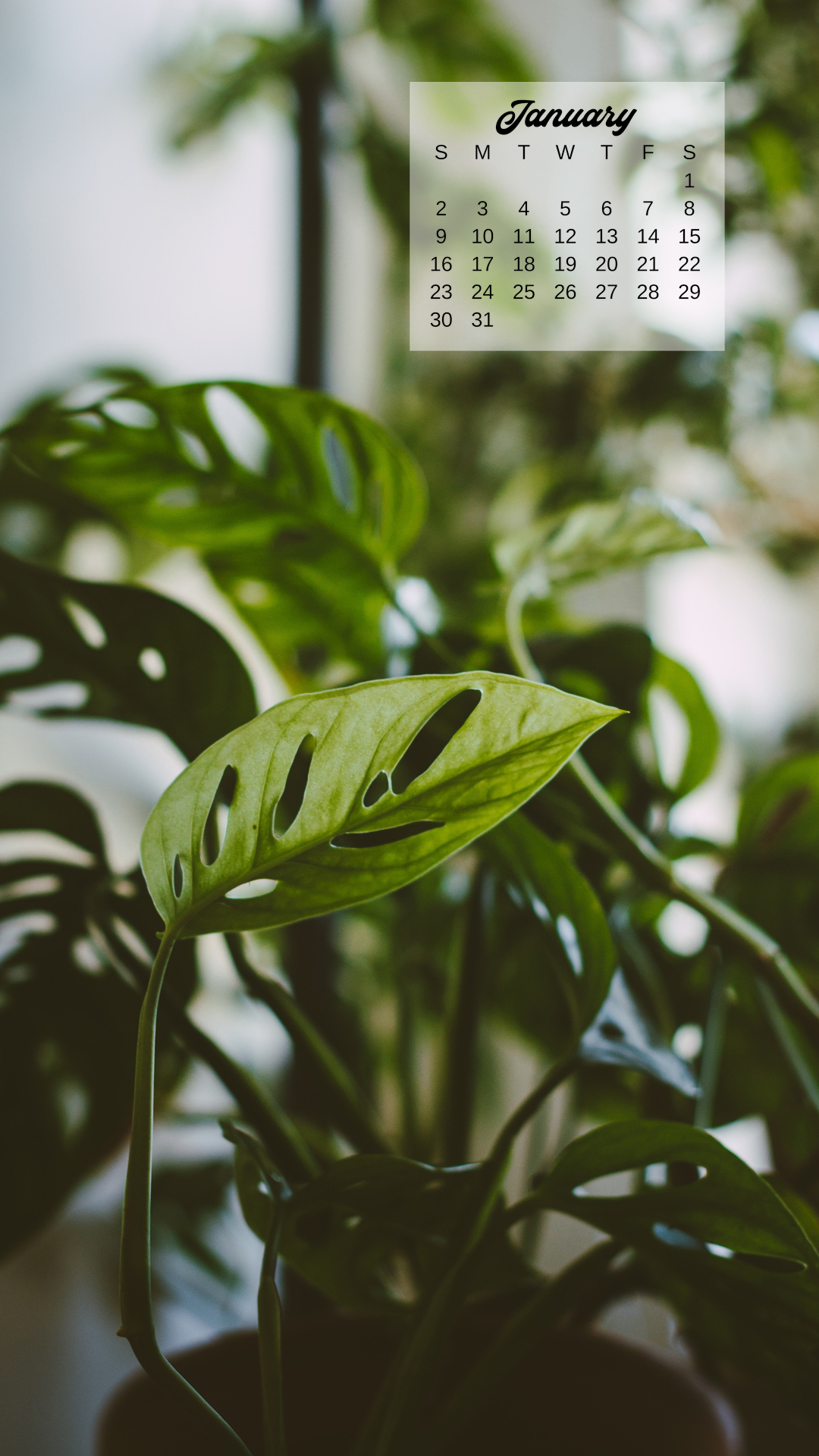 20+ plant themed January 2022 calendar wallpapers - instant download!