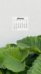 20+ plant themed January 2022 calendar wallpapers - instant download!
