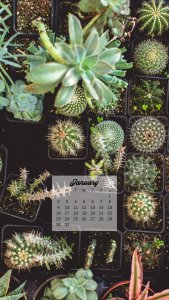 20+ plant themed January 2022 calendar wallpapers - instant download!