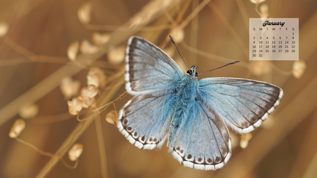 12 Free January 2022 Computer Backgrounds: Butterfly Calendars