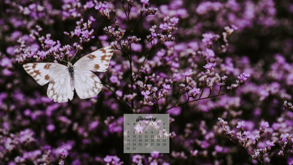 12 Free January 2022 Computer Backgrounds: Butterfly Calendars