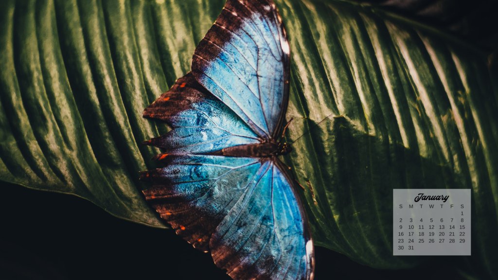12 Free January 2022 Computer Backgrounds: Butterfly Calendars