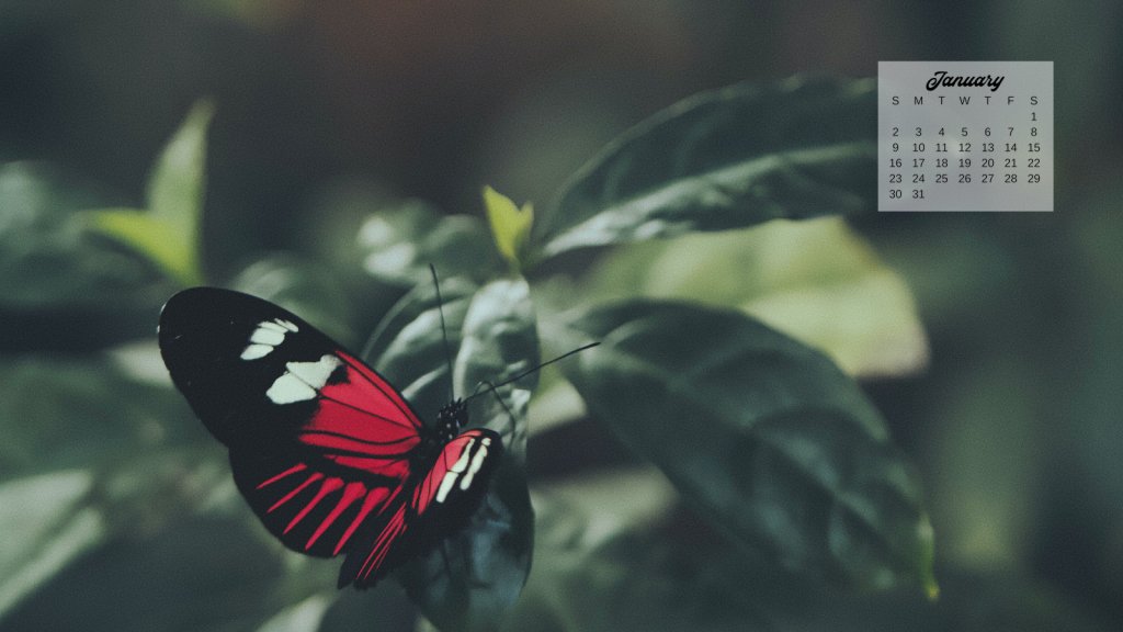 12 Free January 2022 Computer Backgrounds: Butterfly Calendars