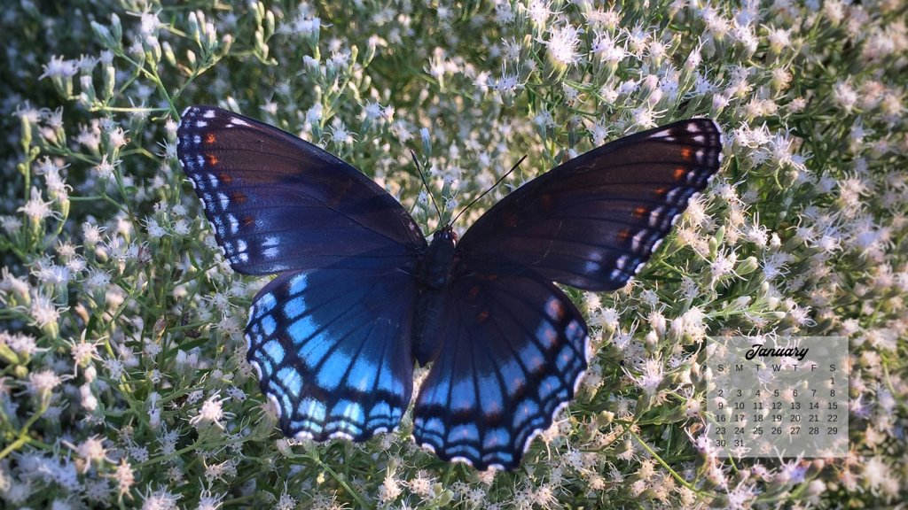 12 Free January 2022 Computer Backgrounds: Butterfly Calendars