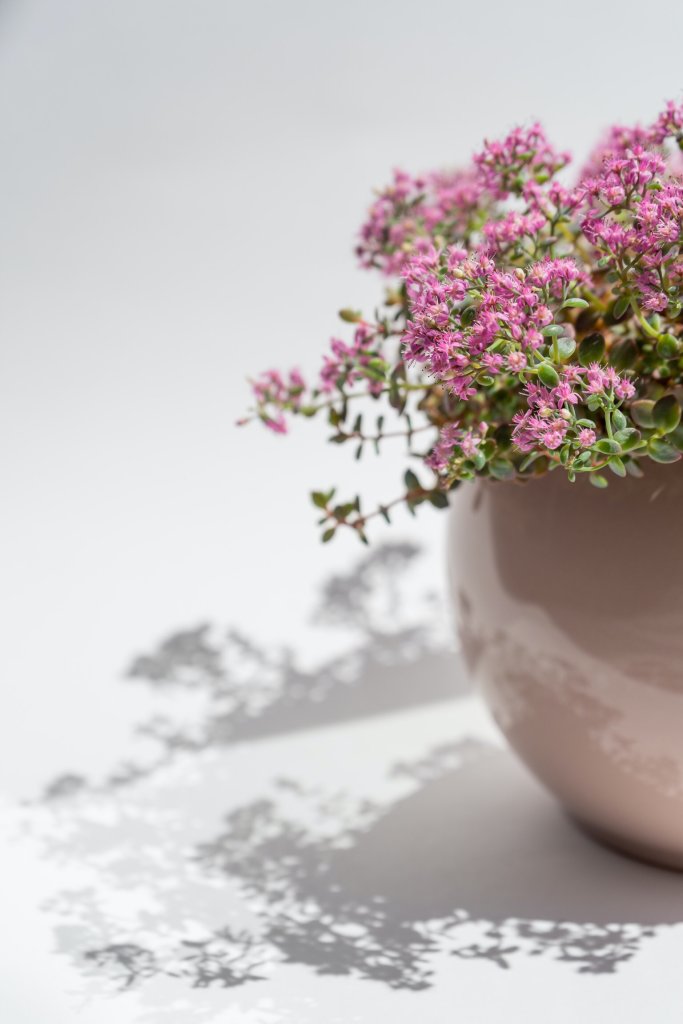 Regarding outdoor planters, one has many choices for a suitable vessel. Learn more about what might work best for you and your plants.