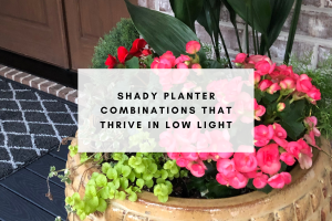 Shady Planter Combinations That Thrive in Low Light