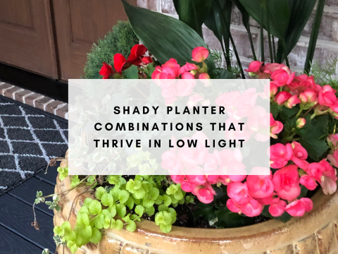 Shady Planter Combinations That Thrive in Low Light