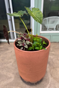 Shady Planter Combinations